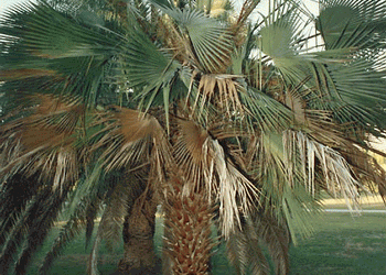 LIVISTONA MUELLERRII MEDIUM SIZED FAN PALM WITH MAROON COLORED BLOSSOMS