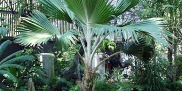 PRITCHARDIA HILLEBRANDII A HAWAIIAN LOULU FAN PALM