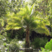 RAVENEA RIVULARIS THE MAJESTY PALM