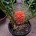 ENCEPHALARTOS FEROX SOUTH AFRICAN CYCAD