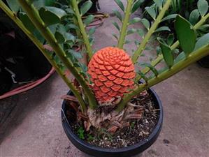 ENCEPHALARTOS FEROX SOUTH AFRICAN CYCAD