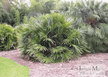 RHAPIDOPHYLLUM HYSTRIX THE NEEDLE PALM