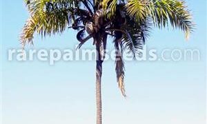 SYAGRUS OLERACEA THIN TRUNK & TALL SOLITARY PALM