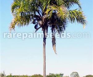 SYAGRUS OLERACEA THIN TRUNK & TALL SOLITARY PALM