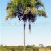 SYAGRUS OLERACEA THIN TRUNK & TALL SOLITARY PALM
