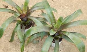 VRIESEA HIEROGLYPHICA