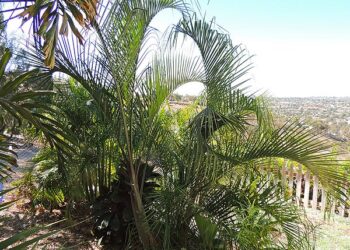 DYPSIS HETEROMORPHA HIGHLAND SUGAR CANE PALM
