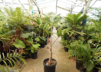 ADONIDIA – VEITCHIA MERRILLII HYBRID POTENTIAL TO GROW SOMETHING THAT CAN’T BE GROWN HERE