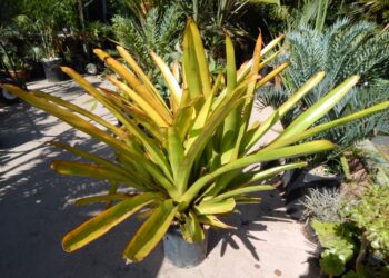 AECHMEA BLANCHETIANA