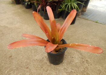AECHMEA BLANCHETIANA SPECIMEN BROMELIAD FOR SUN