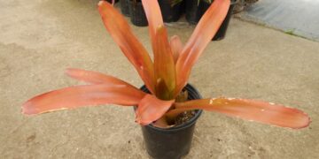 AECHMEA BLANCHETIANA SPECIMEN BROMELIAD FOR SUN