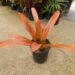 AECHMEA BLANCHETIANA SPECIMEN BROMELIAD FOR SUN