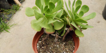 AEONIUM ARBOREUM