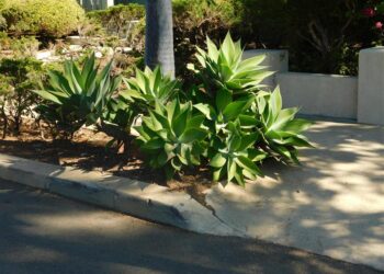 AGAVE ATTENUATA A “DOCTOR SEUSS” PLANT