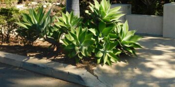 AGAVE ATTENUATA A “DOCTOR SEUSS” PLANT