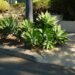 AGAVE ATTENUATA A “DOCTOR SEUSS” PLANT
