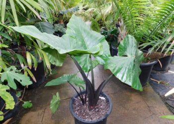 ALOCASIA DARK STAR