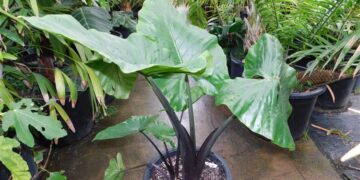 ALOCASIA DARK STAR