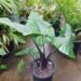 ALOCASIA DARK STAR