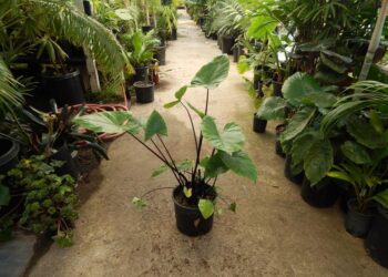 ALOCASIA BLACK STEM