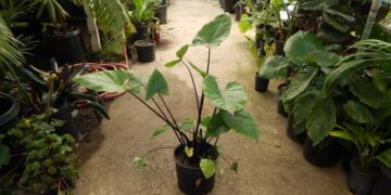 ALOCASIA BLACK STEM