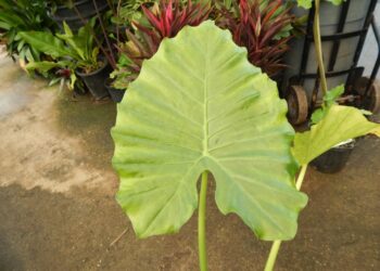 ALOCASIA BORNEA KING