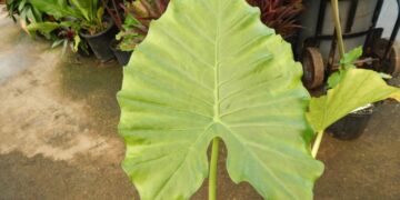 ALOCASIA BORNEA KING