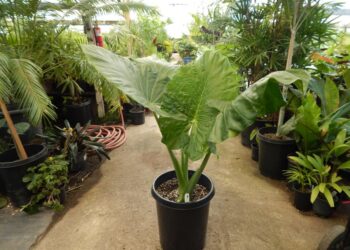ALOCASIA CALIDORA