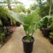 ALOCASIA CALIDORA