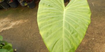 ALOCASIA KUCHING MASK LARGE UPRIGHT GREEN LEAVES