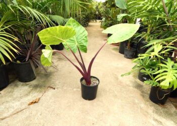 AlOCASIA PINK STEM