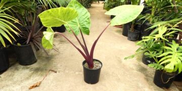 AlOCASIA PINK STEM