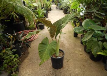 ALOCASIA REGAL SHIELD