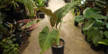 ALOCASIA REGAL SHIELD