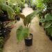 ALOCASIA REGAL SHIELD