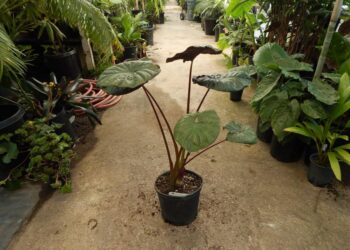 ALOCASIA SERENDIPITY