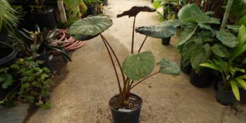 ALOCASIA SERENDIPITY