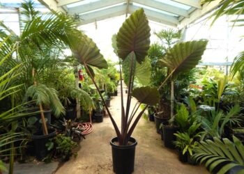 ALOCASIA SUMO