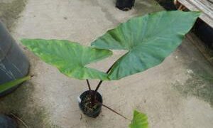 ALOCASIA SUMO HYBRID ALOCASIA – EXOTIC WITH SOME COLD HARDINESS