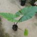 ALOCASIA SUMO HYBRID ALOCASIA – EXOTIC WITH SOME COLD HARDINESS