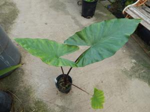 ALOCASIA SUMO HYBRID ALOCASIA – EXOTIC WITH SOME COLD HARDINESS