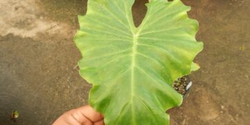 ALOCASIA TYRION