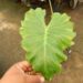 ALOCASIA TYRION
