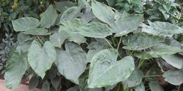 ALOCASIA WENTII SEMI-DWARF TROPICAL ELEPHANT EAR PLANT