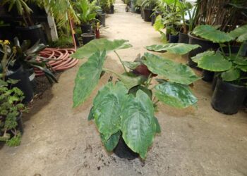 ALOCASIA WENTII
