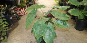ALOCASIA WENTII