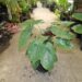 ALOCASIA WENTII