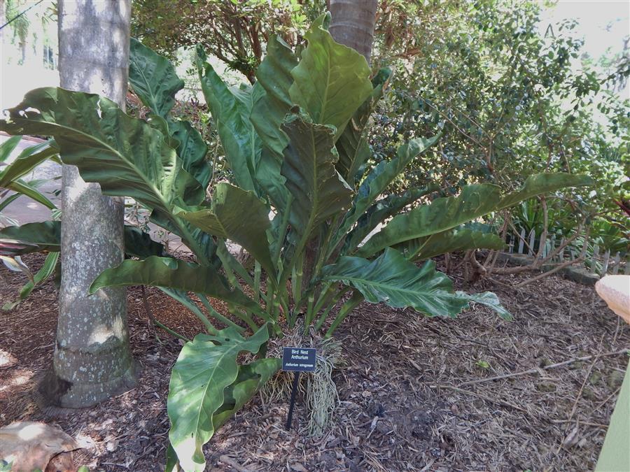 ANTHURIUM HOOKERI - Junglemusic.com