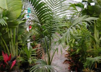ARCHONTOPHOENIX MAXIMA THE WALSH RIVE KING PALM
