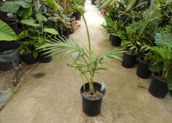 ARCHONTOPHOENIX PURPUREA